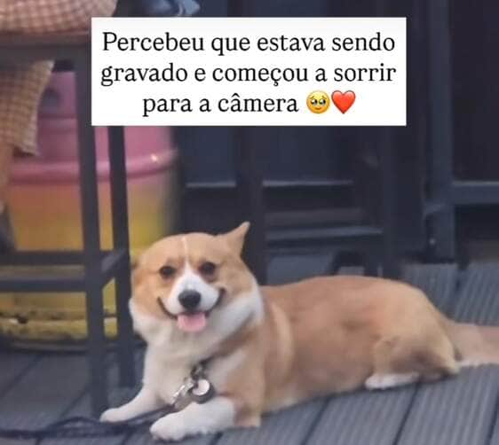Flagrado entre mesas de um estabelecimento, o cãozinho viralizou ao perceber que estava sendo filmado e reagir com um sorriso irresistível. Internet foi à loucura com a simpatia do peludo.