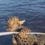 Cena inusitada e comovente mostra o momento em que um grupo de pescadores salva um filhote de onça-pintada em apuros; o felino foi levado até a margem agarrado em um cesto