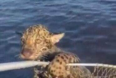 Cena inusitada e comovente mostra o momento em que um grupo de pescadores salva um filhote de onça-pintada em apuros; o felino foi levado até a margem agarrado em um cesto