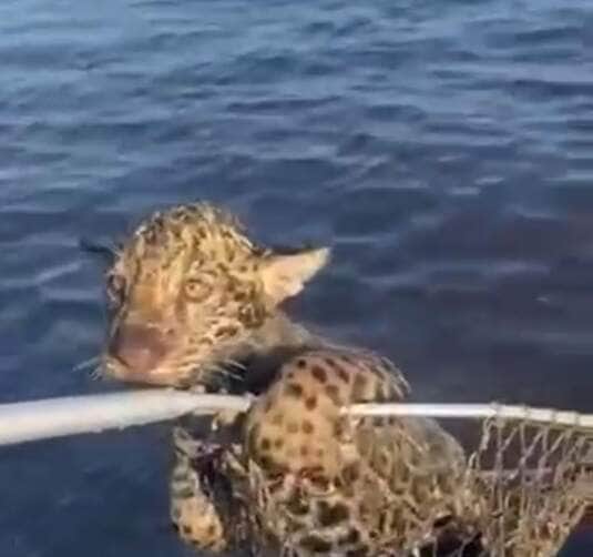 Cena inusitada e comovente mostra o momento em que um grupo de pescadores salva um filhote de onça-pintada em apuros; o felino foi levado até a margem agarrado em um cesto