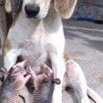 O momento fofo e inesperado levantou debates nas redes sobre a capacidade dos animais de acolher filhotes de outras espécies, comportamento mais comum do que se imagina no reino animal.