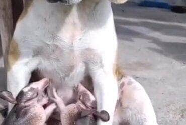 O momento fofo e inesperado levantou debates nas redes sobre a capacidade dos animais de acolher filhotes de outras espécies, comportamento mais comum do que se imagina no reino animal.