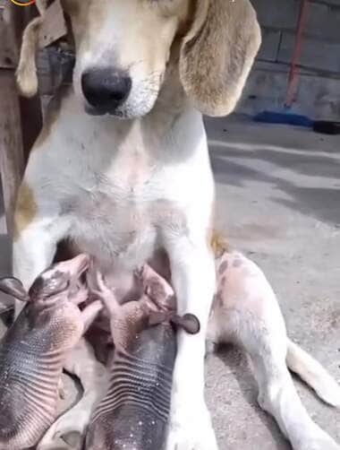 O momento fofo e inesperado levantou debates nas redes sobre a capacidade dos animais de acolher filhotes de outras espécies, comportamento mais comum do que se imagina no reino animal.