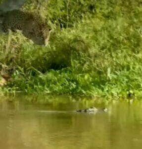 Onça-pintada voa de árvore e captura jacaré no Pantanal em cena digna das Olimpíadas Selvagens
