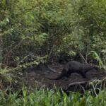 Comportamento inusitado das "onças d’água" foi registrado por guia turístico no Parque Estadual Encontro das Águas, em Poconé (MT), e encantou a web com passinhos sincronizados ao som de Almir Guineto