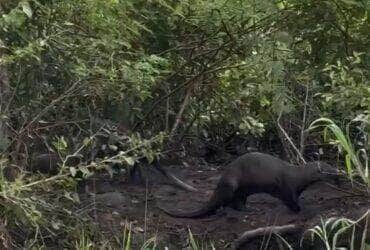 Comportamento inusitado das "onças d’água" foi registrado por guia turístico no Parque Estadual Encontro das Águas, em Poconé (MT), e encantou a web com passinhos sincronizados ao som de Almir Guineto