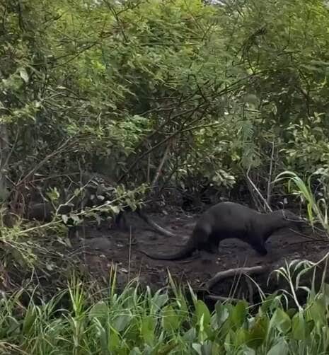 Comportamento inusitado das "onças d’água" foi registrado por guia turístico no Parque Estadual Encontro das Águas, em Poconé (MT), e encantou a web com passinhos sincronizados ao som de Almir Guineto