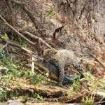 Registro emocionante mostra a famosa onça Marcela caçando um jacaré no Parque Estadual Encontro das Águas; cena viralizou nas redes sociais após biólogo compartilhar detalhes do ataque selvagem