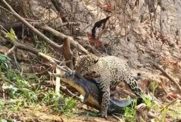 Registro emocionante mostra a famosa onça Marcela caçando um jacaré no Parque Estadual Encontro das Águas; cena viralizou nas redes sociais após biólogo compartilhar detalhes do ataque selvagem