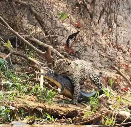 Registro emocionante mostra a famosa onça Marcela caçando um jacaré no Parque Estadual Encontro das Águas; cena viralizou nas redes sociais após biólogo compartilhar detalhes do ataque selvagem