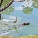 Cena inusitada mostra uma garça "surfando" tranquila nas costas de uma capivara em um momento que mistura amizade, conveniência e muito bom humor da natureza!