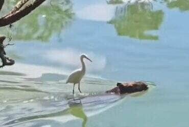 Cena inusitada mostra uma garça "surfando" tranquila nas costas de uma capivara em um momento que mistura amizade, conveniência e muito bom humor da natureza!