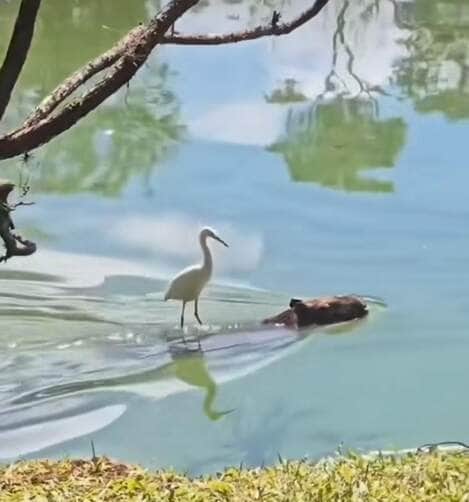 Cena inusitada mostra uma garça "surfando" tranquila nas costas de uma capivara em um momento que mistura amizade, conveniência e muito bom humor da natureza!