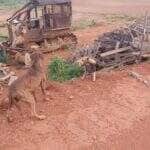 Com garras afiadas e atitude destemida, o tamanduá ergueu as patas dianteiras e mostrou quem manda na área — e o cachorro achou melhor recuar!