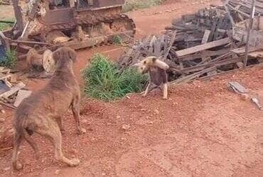Com garras afiadas e atitude destemida, o tamanduá ergueu as patas dianteiras e mostrou quem manda na área — e o cachorro achou melhor recuar!