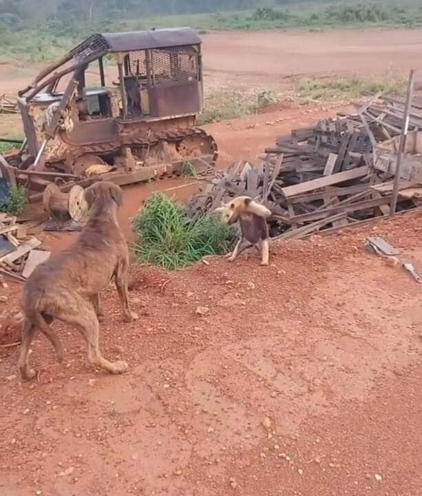 Com garras afiadas e atitude destemida, o tamanduá ergueu as patas dianteiras e mostrou quem manda na área — e o cachorro achou melhor recuar!