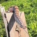 Avistada em uma cerca de arame em propriedade rural, uma jiboia chamou atenção ao se esquentar calmamente ao sol. E não, ela não estava “à espreita”, só estava curtindo um banho de sol – literalmente.