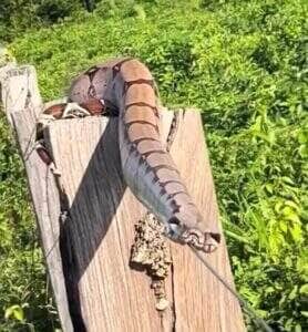 Avistada em uma cerca de arame em propriedade rural, uma jiboia chamou atenção ao se esquentar calmamente ao sol. E não, ela não estava “à espreita”, só estava curtindo um banho de sol – literalmente.