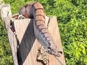 Avistada em uma cerca de arame em propriedade rural, uma jiboia chamou atenção ao se esquentar calmamente ao sol. E não, ela não estava “à espreita”, só estava curtindo um banho de sol – literalmente.