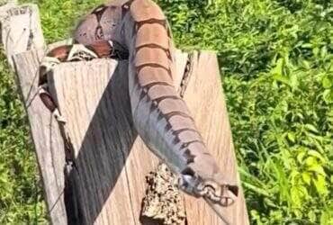 Avistada em uma cerca de arame em propriedade rural, uma jiboia chamou atenção ao se esquentar calmamente ao sol. E não, ela não estava “à espreita”, só estava curtindo um banho de sol – literalmente.