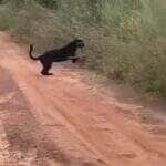 Flagra impressionante mostra felino raro correndo por pastagem no interior do Brasil; vídeo viraliza entre amantes da natureza