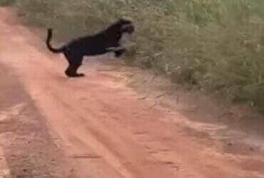 Flagra impressionante mostra felino raro correndo por pastagem no interior do Brasil; vídeo viraliza entre amantes da natureza