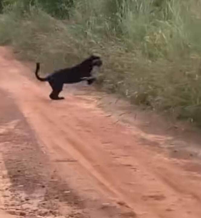 Flagra impressionante mostra felino raro correndo por pastagem no interior do Brasil; vídeo viraliza entre amantes da natureza
