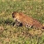 Animal foi flagrado deitado em meio à plantação e não demonstrou qualquer receio com a presença dos agricultores. Registro encantou moradores e viralizou nas redes.