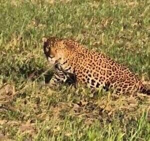 Animal foi flagrado deitado em meio à plantação e não demonstrou qualquer receio com a presença dos agricultores. Registro encantou moradores e viralizou nas redes.