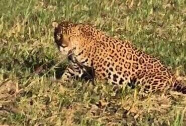 Animal foi flagrado deitado em meio à plantação e não demonstrou qualquer receio com a presença dos agricultores. Registro encantou moradores e viralizou nas redes.