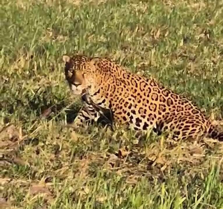 Animal foi flagrado deitado em meio à plantação e não demonstrou qualquer receio com a presença dos agricultores. Registro encantou moradores e viralizou nas redes.