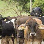 Abates de bovinos, suínos e frangos registram melhor 1° trimestre da série histórica - Licia Rubinstein/Agência IBGE Notícias