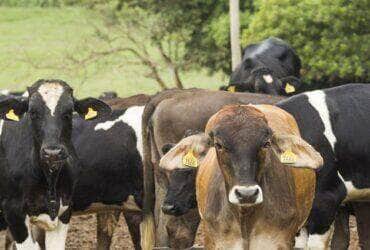 Abates de bovinos, suínos e frangos registram melhor 1° trimestre da série histórica - Licia Rubinstein/Agência IBGE Notícias
