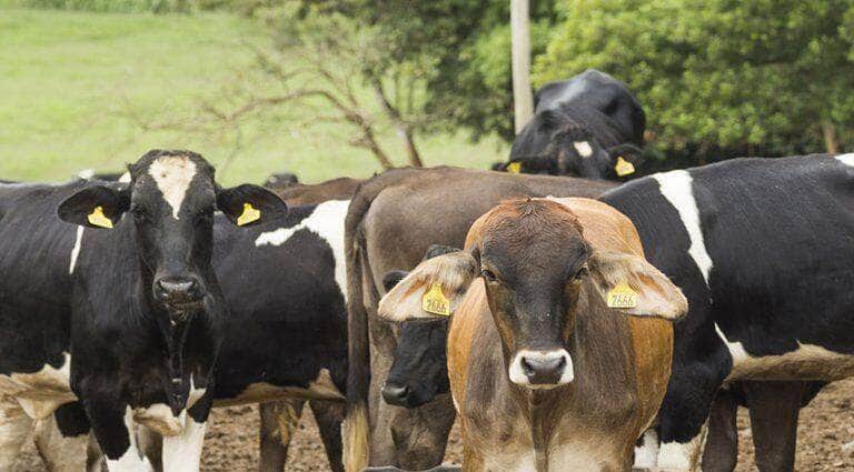 Abates de bovinos, suínos e frangos registram melhor 1° trimestre da série histórica - Licia Rubinstein/Agência IBGE Notícias
