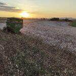 “Entre chuvas atípicas e custos altos, o algodão de MT floresce como nunca”