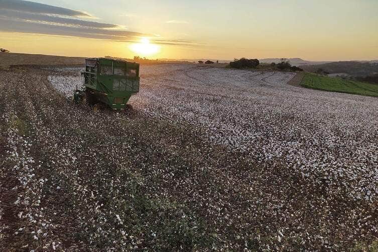 “Entre chuvas atípicas e custos altos, o algodão de MT floresce como nunca”