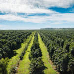 Aplicação do crédito rural da safra 2024/2025 somou R$ 330,9 bilhões