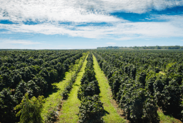 Aplicação do crédito rural da safra 2024/2025 somou R$ 330,9 bilhões