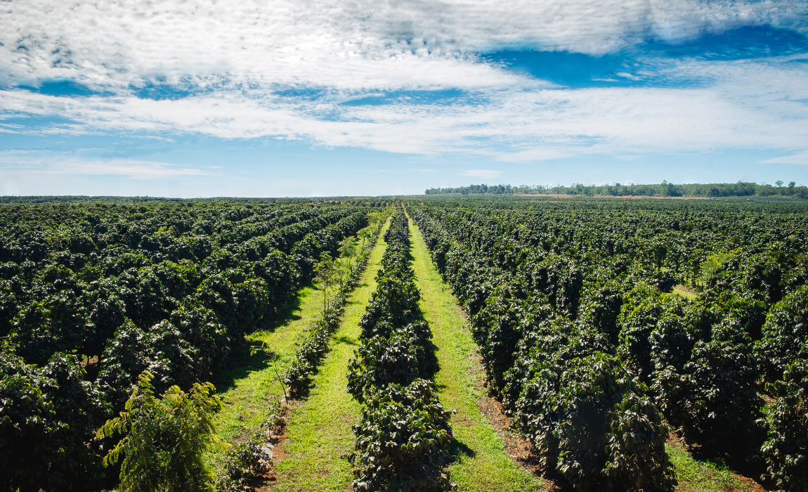 Aplicação do crédito rural da safra 2024/2025 somou R$ 330,9 bilhões