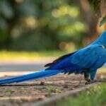 Arara resgatada recebe cuidados após ferimento em Nova Mutum (MT)