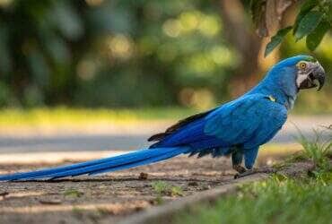 Arara resgatada recebe cuidados após ferimento em Nova Mutum (MT)