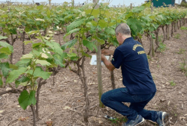 Armadilhas ajudam Mapa a monitorar pragas quarentenárias