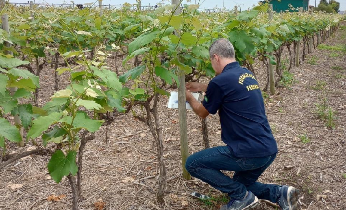Armadilhas ajudam Mapa a monitorar pragas quarentenárias