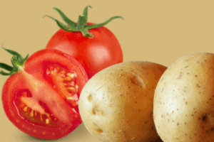 Preço da batata e da cebola cai em julho e alivia bolso do consumidor, aponta Conab