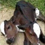 O fenômeno raro de bezerros siameses voltou a ganhar destaque após o biólogo Henrique Abrahão compartilhar em suas redes sociais o nascimento de um animal com duas cabeças. Casos assim despertam curiosidade, emocionam e levantam questões sobre genética e sobrevivência.