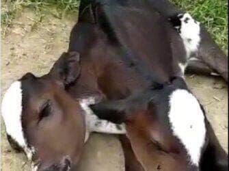 O fenômeno raro de bezerros siameses voltou a ganhar destaque após o biólogo Henrique Abrahão compartilhar em suas redes sociais o nascimento de um animal com duas cabeças. Casos assim despertam curiosidade, emocionam e levantam questões sobre genética e sobrevivência.