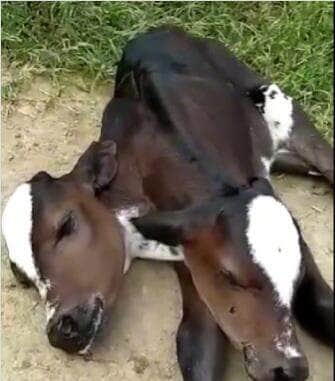 O fenômeno raro de bezerros siameses voltou a ganhar destaque após o biólogo Henrique Abrahão compartilhar em suas redes sociais o nascimento de um animal com duas cabeças. Casos assim despertam curiosidade, emocionam e levantam questões sobre genética e sobrevivência.