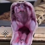 Henrique Abrahão, o famoso “Biólogo das Cobras”, mostra em vídeo como funciona o sistema de abertura da boca de uma serpente — e o movimento impressiona!