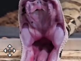 Henrique Abrahão, o famoso “Biólogo das Cobras”, mostra em vídeo como funciona o sistema de abertura da boca de uma serpente — e o movimento impressiona!