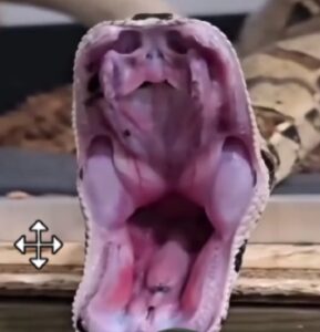 Henrique Abrahão, o famoso “Biólogo das Cobras”, mostra em vídeo como funciona o sistema de abertura da boca de uma serpente — e o movimento impressiona!